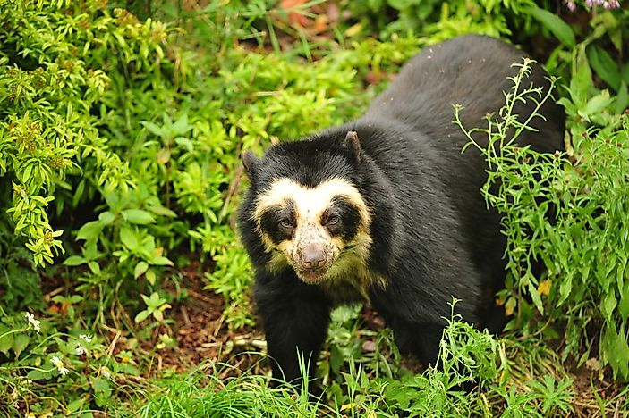 all-about-the-spectacled-bear-south-america-s-only-bear-species