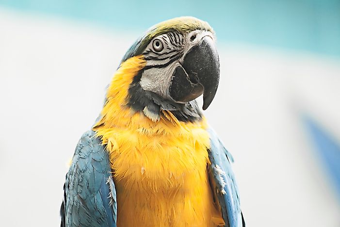 The Most Threatened Parrots Of The World Worldatlascom - 