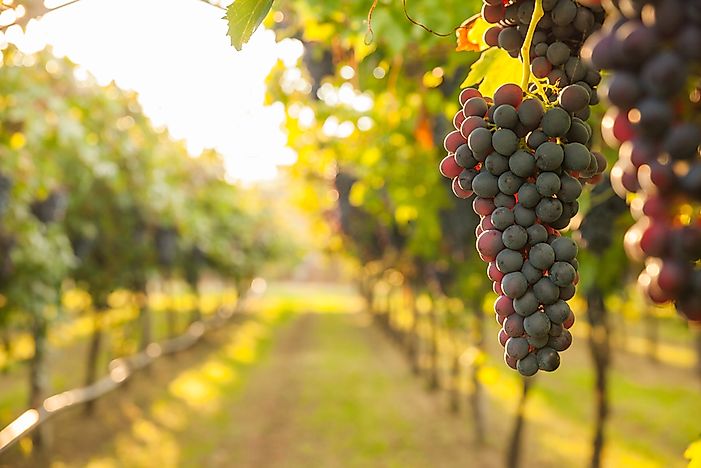 What Is Viticulture? - WorldAtlas.com