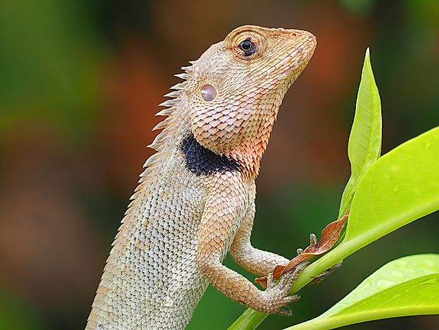 Native Reptiles Of Kenya - WorldAtlas.com