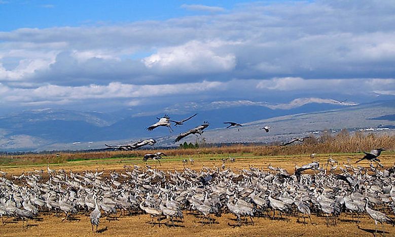 #2 Common crane - 33,000 feet 