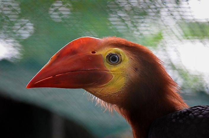 Beautiful Birds That Are Endemic To The Philippines - WorldAtlas.com