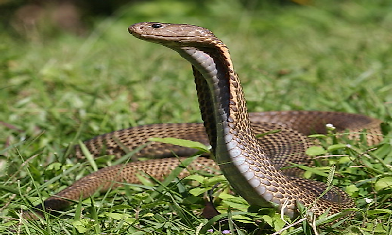 How Many Types Of Cobras Are There? Which Species Are Most Venomous ...