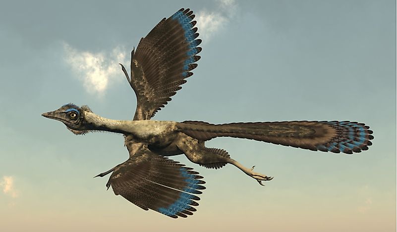 archaeopteryx-facts-about-the-transitional-fossil-live-science