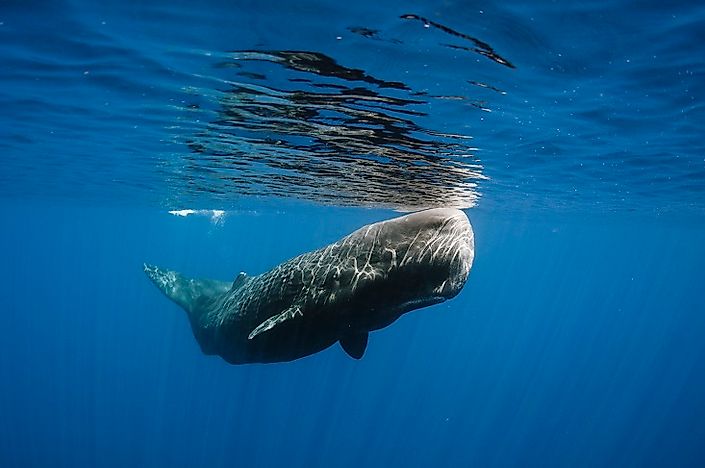 The Most Threatened Whales In Our World's Oceans - WorldAtlas.com