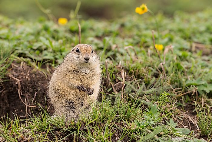 Animals That Live in the Grasslands - WorldAtlas.com