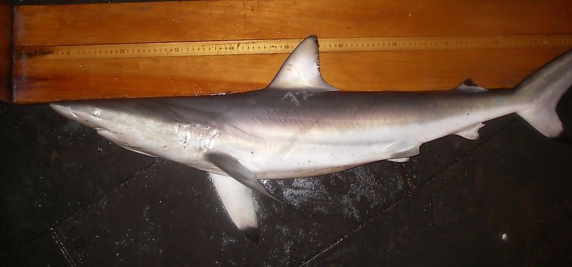 Spinner Shark Facts: Animals of North America - WorldAtlas.com