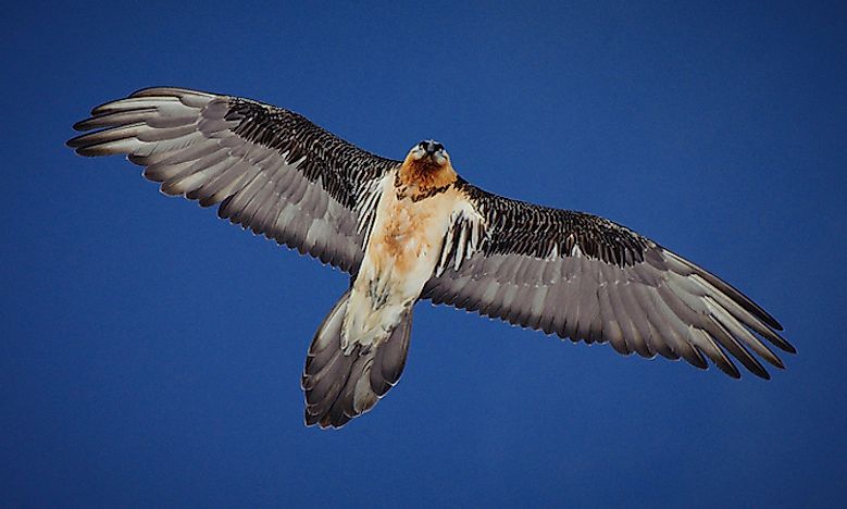 #6 Bearded vulture - 24,000 feet 