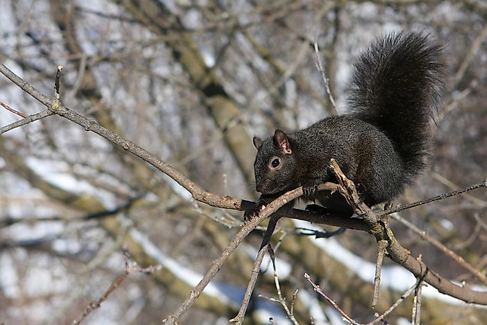 5 Types of North American Squirrels - WorldAtlas.com