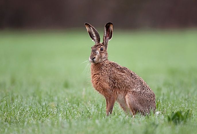 European Hare Facts: Animals of Europe - WorldAtlas.com