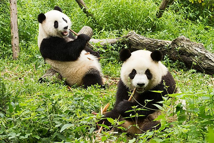 What Do Giant Pandas Eat? - WorldAtlas.com