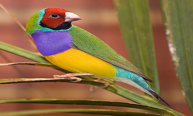 Most Colorful Birds From Around The World - WorldAtlas.com