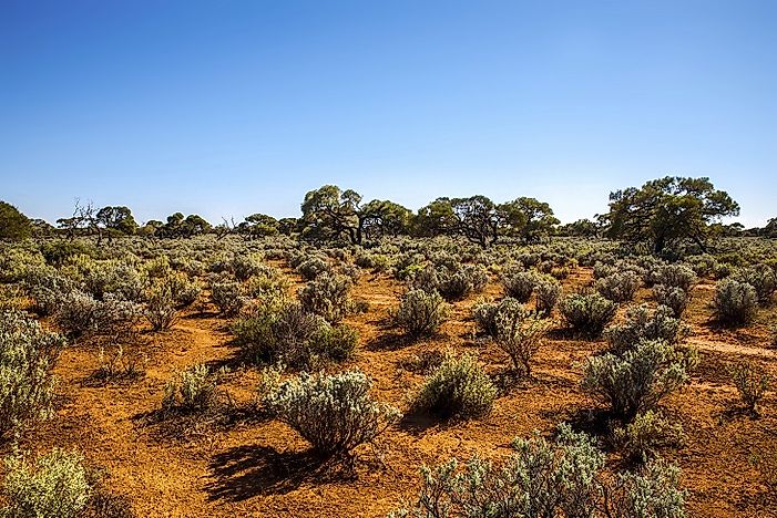 What Animals Live In The Great Victoria Desert