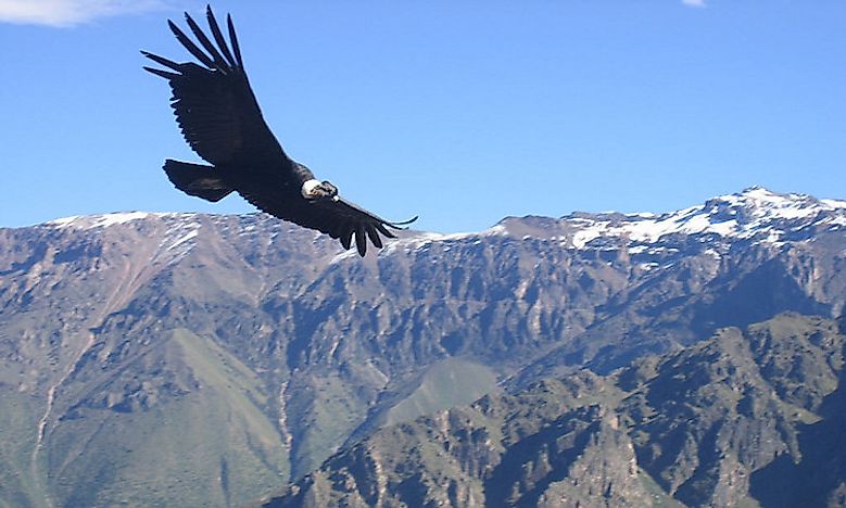 #7 Andean condor - 21,300 feet 