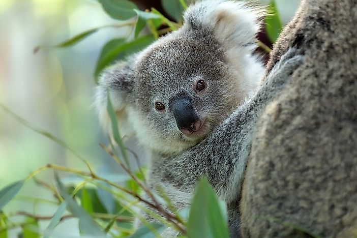 What Animals Live In Australia And Oceania? - Worldatlas.com