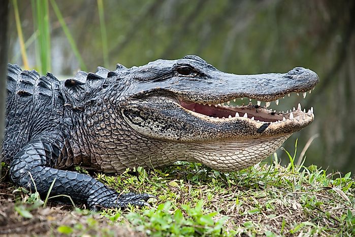 The Animals Of The Florida Everglades WorldAtlas