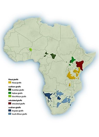 Giraffe Vulnerability is Hidden in Plain Sight - WorldAtlas.com