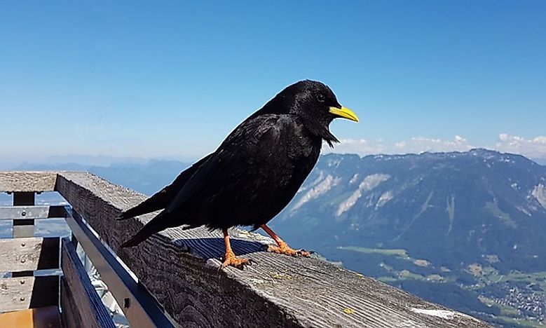 #5 Alpine chough - 26,500 feet 