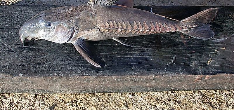 Native Fish Of Ecuador - WorldAtlas.com