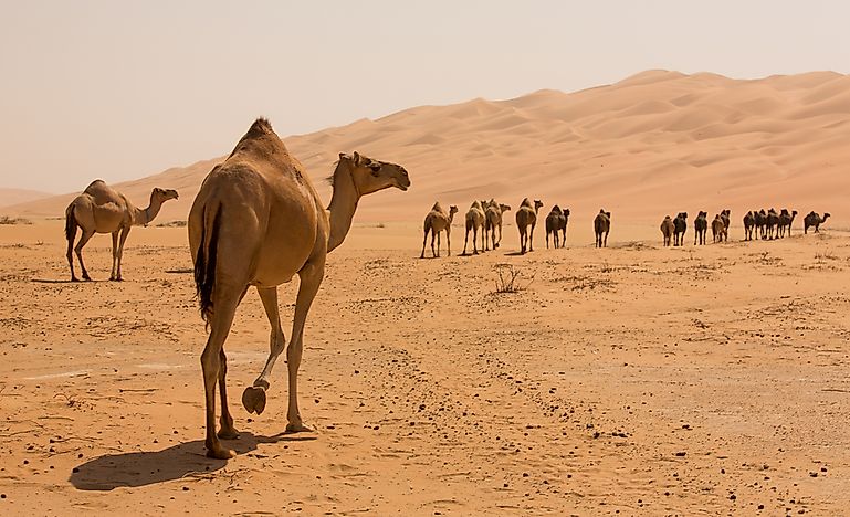 10 Interesting Facts About Camels - WorldAtlas.com