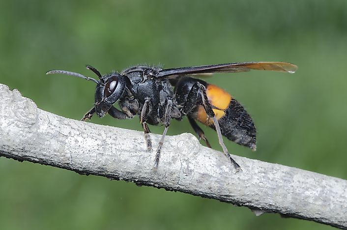 What Is The Largest Wasp In The World? - WorldAtlas.com