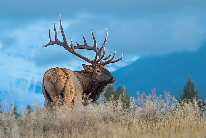 animals-that-live-in-canada-worldatlas