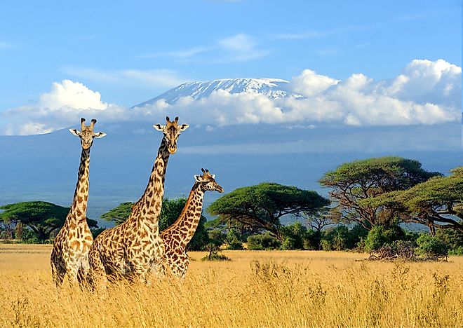 How Tall Is A Giraffe Worldatlas Com