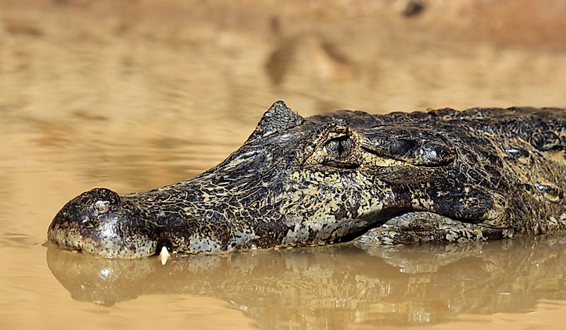 How Many Species Of Caimans Are There? - Worldatlas.com