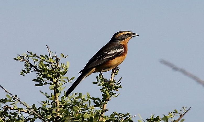 Endemic Birds Of Argentina - WorldAtlas.com