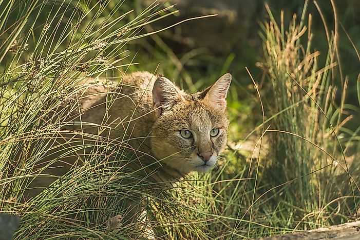 The Ten Species Of Small Wild Cats Found In Asia - WorldAtlas.com