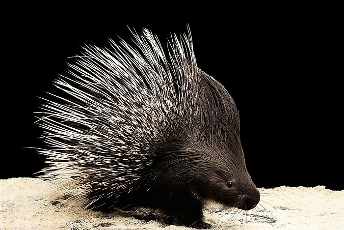 Image result for porcupine