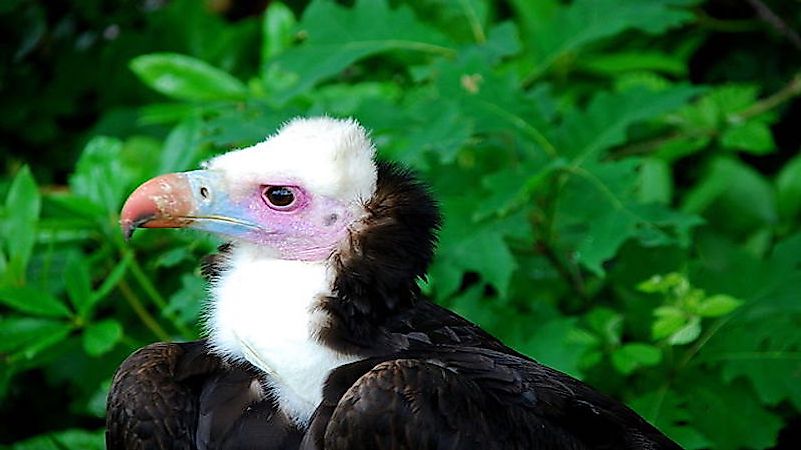 The Sixteen Species Of Old World Vultures Living Today - WorldAtlas.com