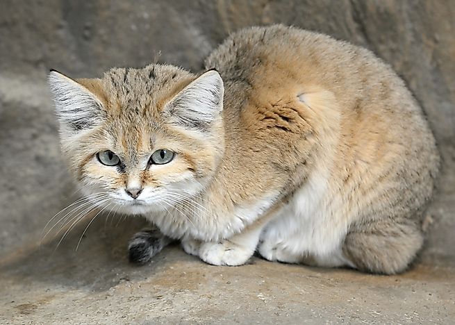 The Six Species Of Cats Of The Felis Genus - WorldAtlas.com