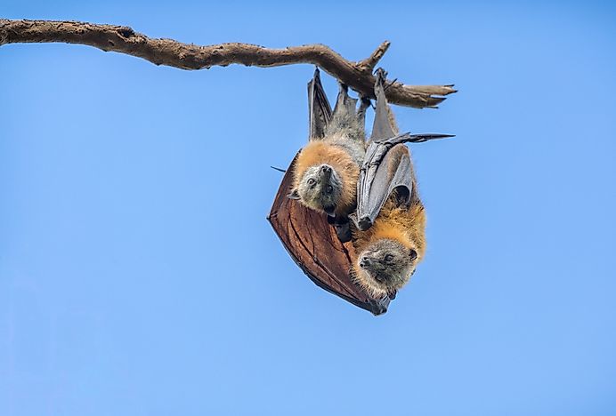 Are Bats Mammals? - WorldAtlas.com