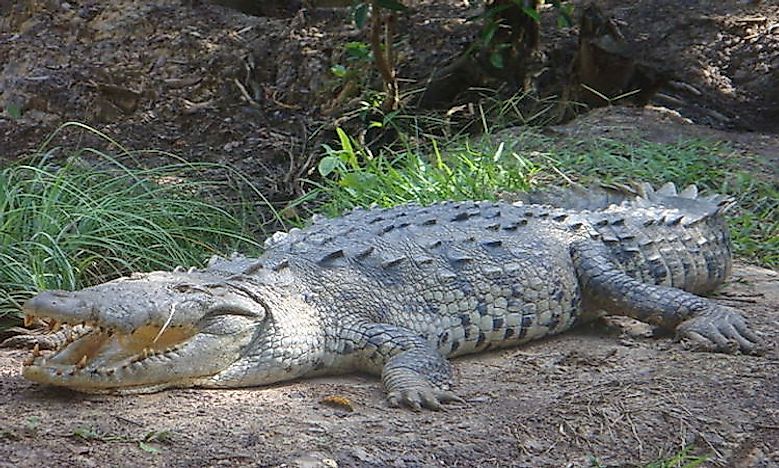 How Many Types Of Crocodiles Live In The World Today? - WorldAtlas.com