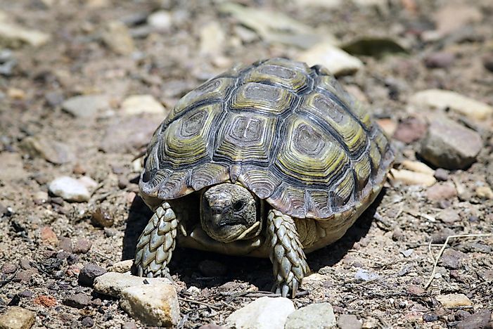 The Nine Species Of Tortoises On The Brink Of Extinction - WorldAtlas.com