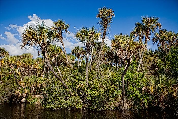 Are Palm Trees Native to Florida? - WorldAtlas.com