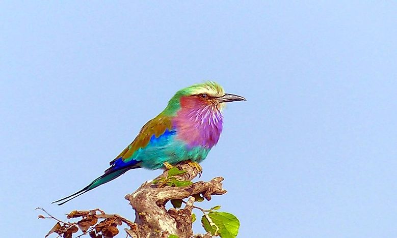 Most Colorful Birds From Around The World - WorldAtlas.com