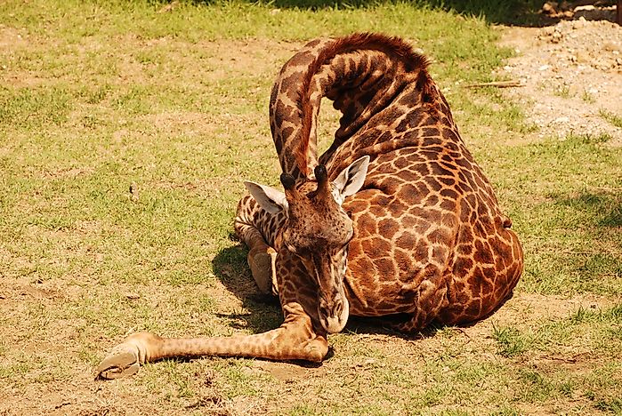 10 Fun Facts About Giraffes - WorldAtlas.com