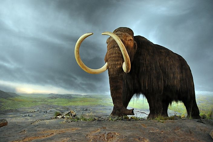 Did Woolly Mammoths Still Roam Parts Of Earth When The Great - 