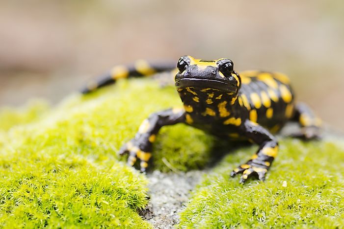 Animals Native to Germany - WorldAtlas.com