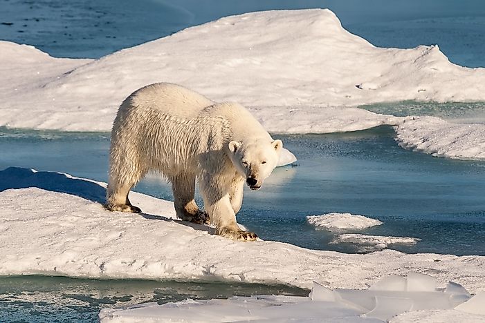 What are the Largest Bear Species? - WorldAtlas.com