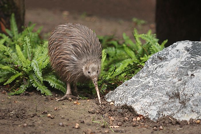 Which Birds Can't Fly? A List of Birds That Are Flightless - WorldAtlas.com