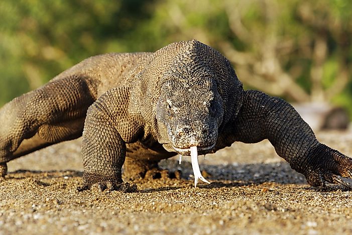 How Many Komodo Dragons Are Left In The World? - WorldAtlas.com