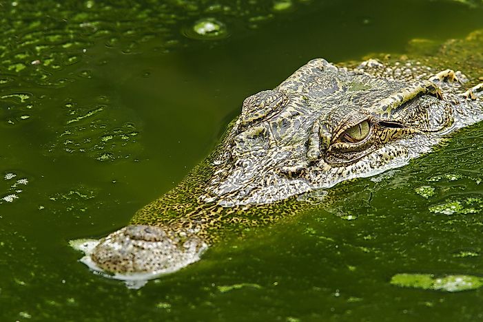 The 7 Species Of Crocodilians On The Brink Of Extinction - WorldAtlas.com