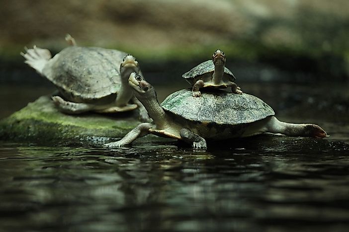 Will Cambodia's Royal Turtle Go Extinct? - WorldAtlas.com