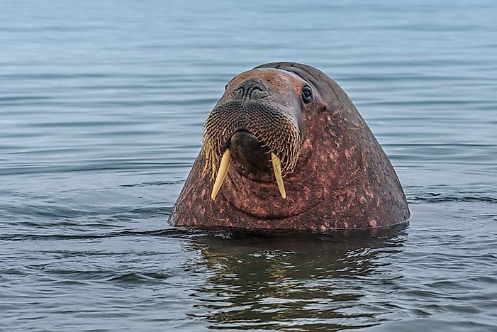 What Animals Live In The Atlantic Ocean WorldAtlas