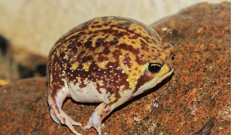 Native Amphibians Of Angola - WorldAtlas.com