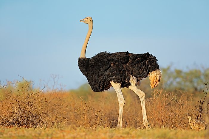 Animals Of The Kalahari Desert WorldAtlas Com   Shutterstock 284892773 