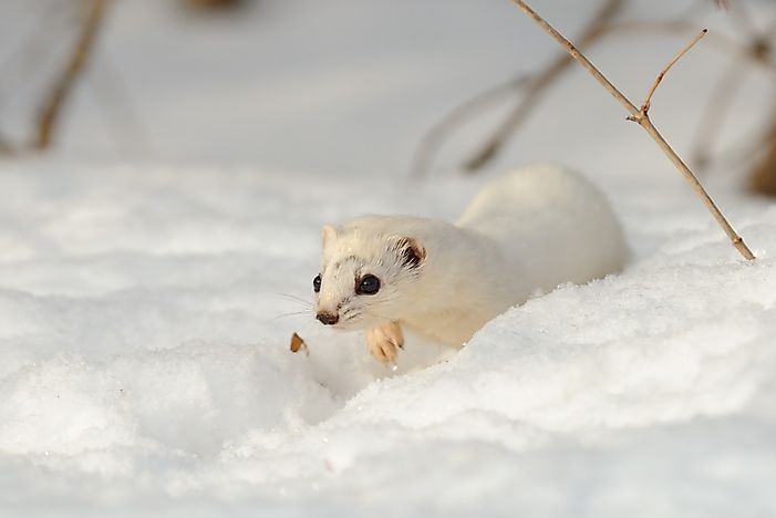 Least Weasel Facts: Animals of North America - WorldAtlas.com